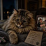 Samson joined the competition — help win amazing prizes! cat, fluffy_cat, toy_mouse, blanket, note, handwritten_note, sad_cat, window, rain, night, lamp, picture_frame, person, indoor, cozy, home, furniture, paw_print, text_overlay, emotional