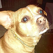 Loco joined the competition — help win amazing prizes! dog, pet, close_up, indoor, brown_fur, collar, chain, flash, face, animal, cute, small_dog, whiskers, ears, nose, fur, domestic_animal, looking_away, portrait, companion