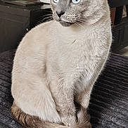 Moana is registered to the contest to win money with this photo: cat, siamese_cat, blue_eyes, sitting, indoor, pet, feline, fur, animal, looking_away, blanket, cozy, domestic_animal, portrait, soft_light, whiskers, ears, tail, resting, curious