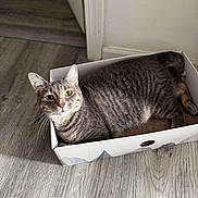 Jackie joined the competition — help win amazing prizes! cat, tabby, pet, animal, indoor, box, cardboard, floor, wood_floor, relaxed, looking_at_camera, fur, whiskers, ears, tail, domestic, mammal, home, resting, curious