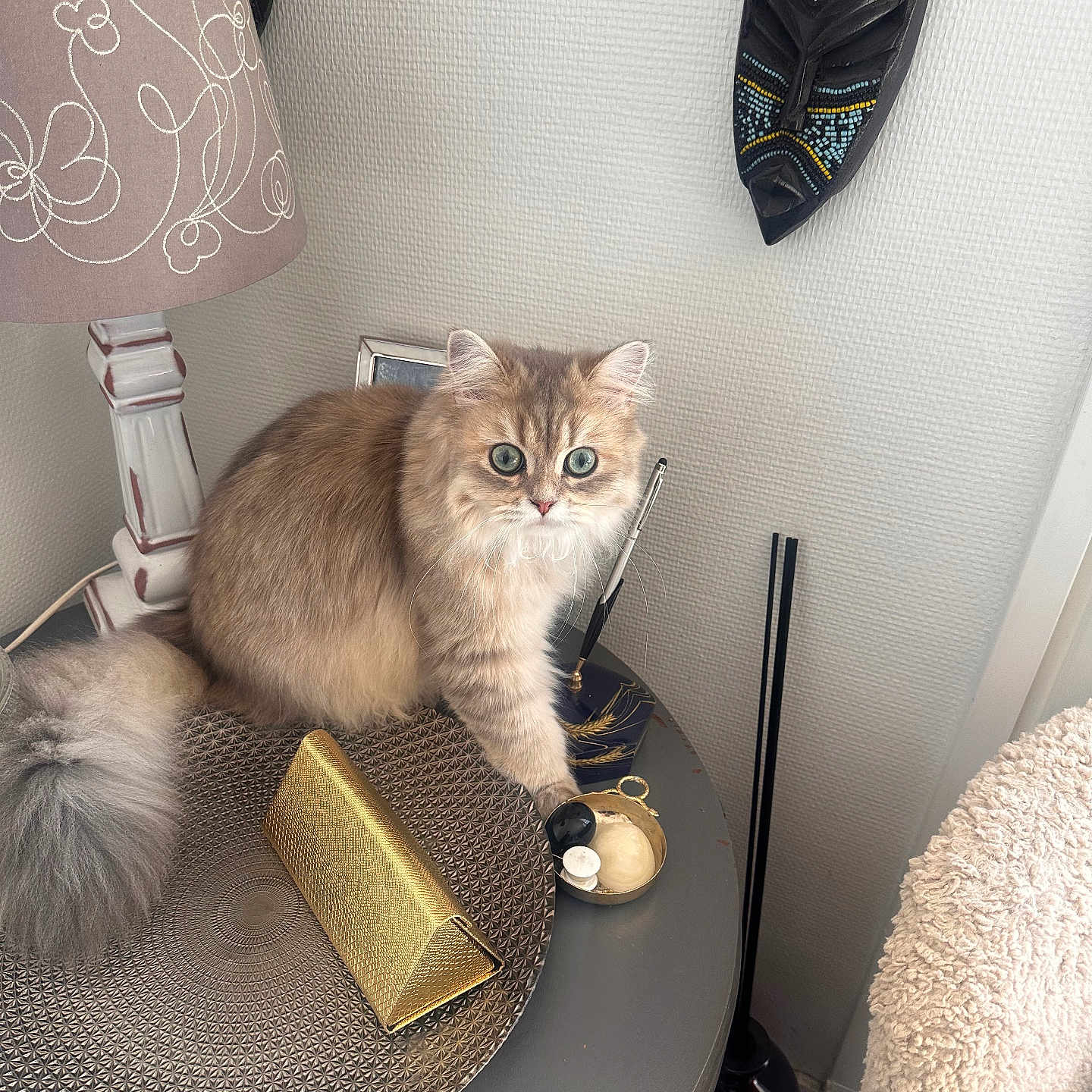 Venus Sabban a rejoint le concours — aidez-le/la à gagner de superbes lots ! accessories, animal, bag, cat, chair, cushion, furniture, handbag, homedecor, indoors, interiordesign, kitten, lamp, lampshade, pet, pillow, table, tablelamp, window, windowsill