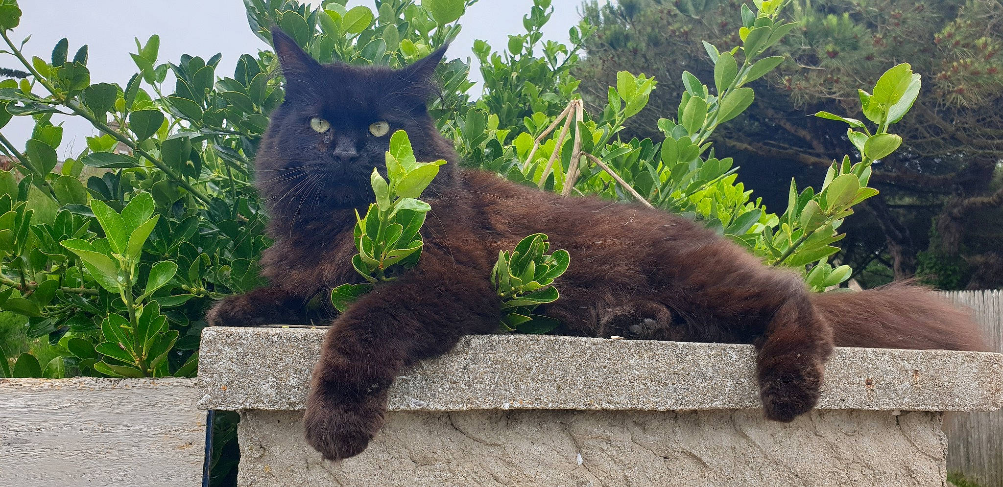 Obiwan a rejoint le concours — aidez-le/la à gagner de superbes lots ! black_cat, bombay, carnivore, cat, domestic_short_haired_cat, felidae, fur, grass, groundcover, mammal, plant, shrub, sky, small_to_medium_sized_cats, snout, tail, terrestrial_animal, tree, trunk, whiskers