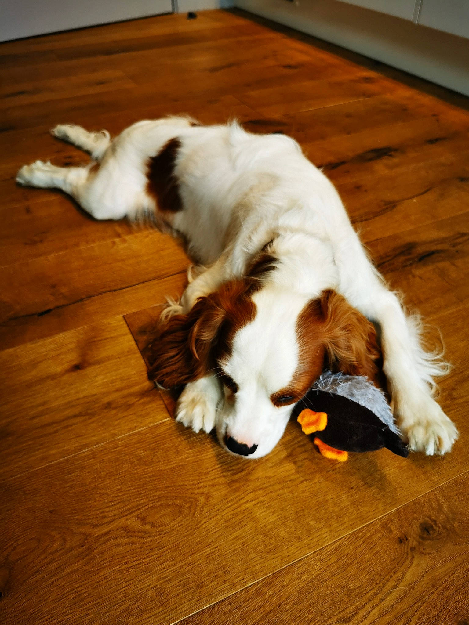Elton is registered to the contest to win money with this photo: canidae, carnivore, companion_dog, dog, dog_breed, drentse_patrijshond, english_springer_spaniel, irish_red_and_white_setter, kooikerhondje, mammal, russian_spaniel, spaniel, sporting_group, tail, vertebrate, welsh_springer_spaniel