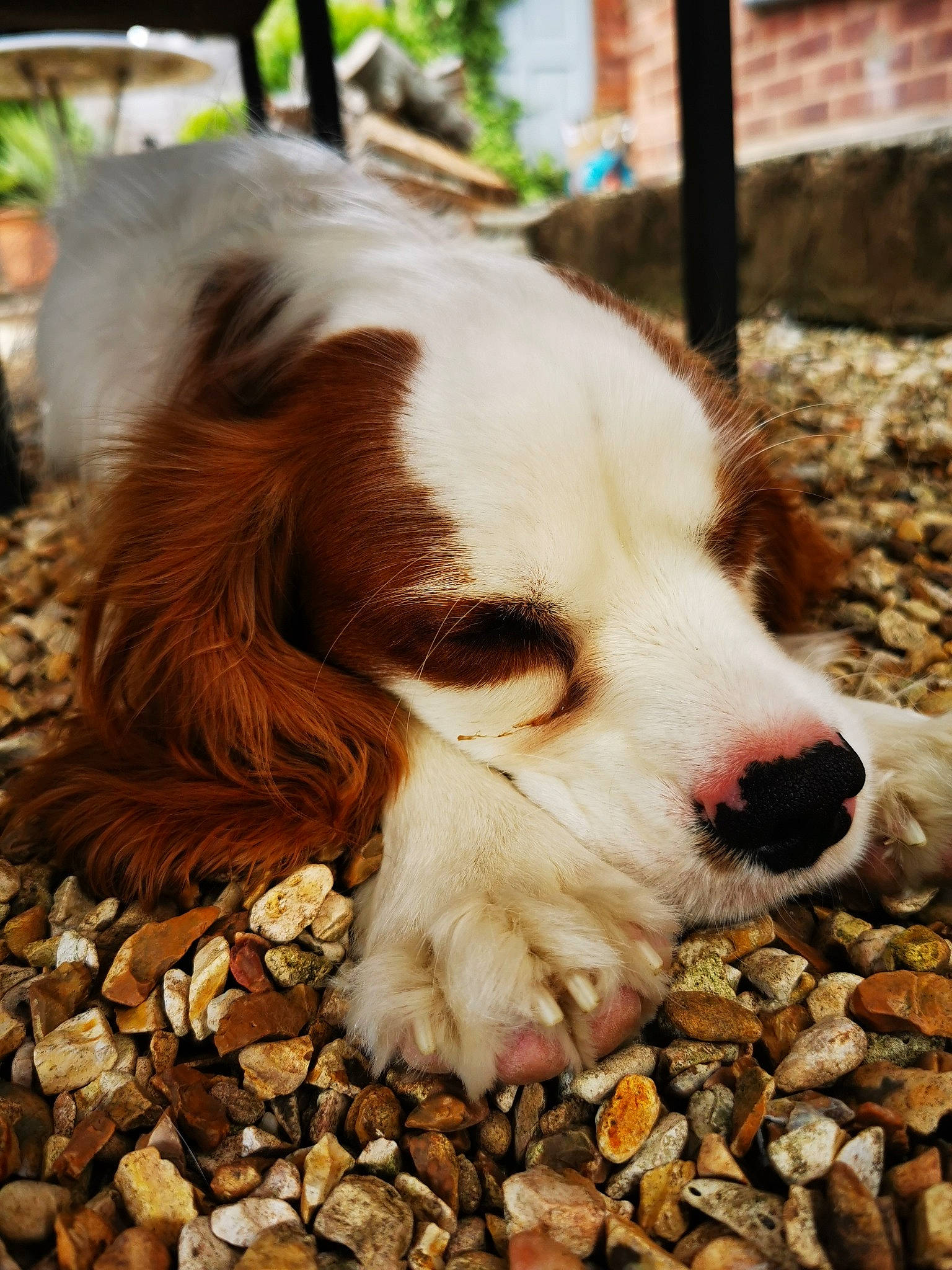 Elton is registered to the contest to win money with this photo: canidae, carnivore, cavalier_king_charles_spaniel, cocker_spaniel, companion_dog, dog, dog_breed, ear, english_cocker_spaniel, english_springer_spaniel, fawn, french_spaniel, irish_red_and_white_setter, mammal, nose, snout, spaniel, sporting_group, vertebrate, welsh_springer_spaniel