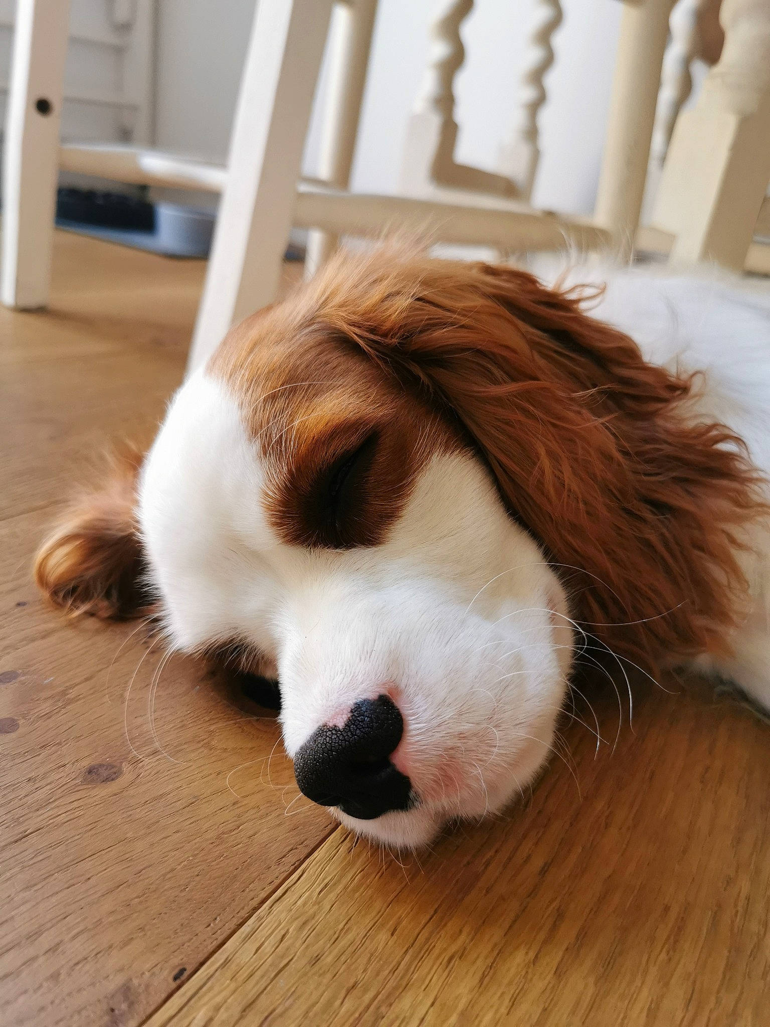 Elton is registered to the contest to win money with this photo: canidae, carnivore, companion_dog, dog, dog_breed, drentse_patrijshond, english_springer_spaniel, fawn, floor, fur, kooikerhondje, mammal, moscow_watchdog, nose, puppy, snout, spaniel, sporting_group, st_bernard, vertebrate