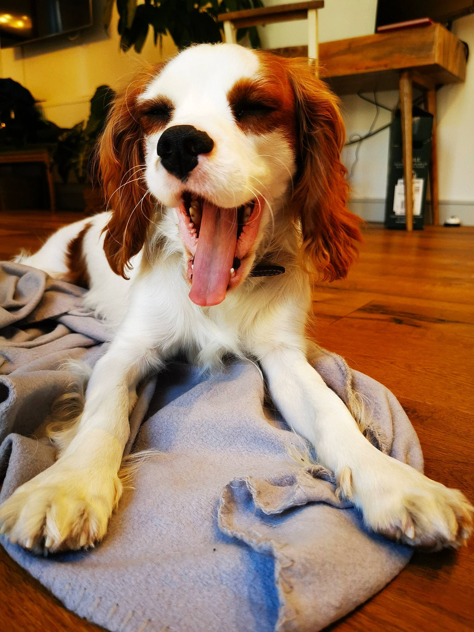 Elton joined the competition — help win amazing prizes! canidae, carnivore, cavalier_king_charles_spaniel, companion_dog, dog, dog_breed, english_springer_spaniel, french_spaniel, irish_red_and_white_setter, king_charles_spaniel, kooikerhondje, mammal, phalene, rare_breed_dog, russian_spaniel, snout, spaniel, sporting_group, vertebrate, welsh_springer_spaniel
