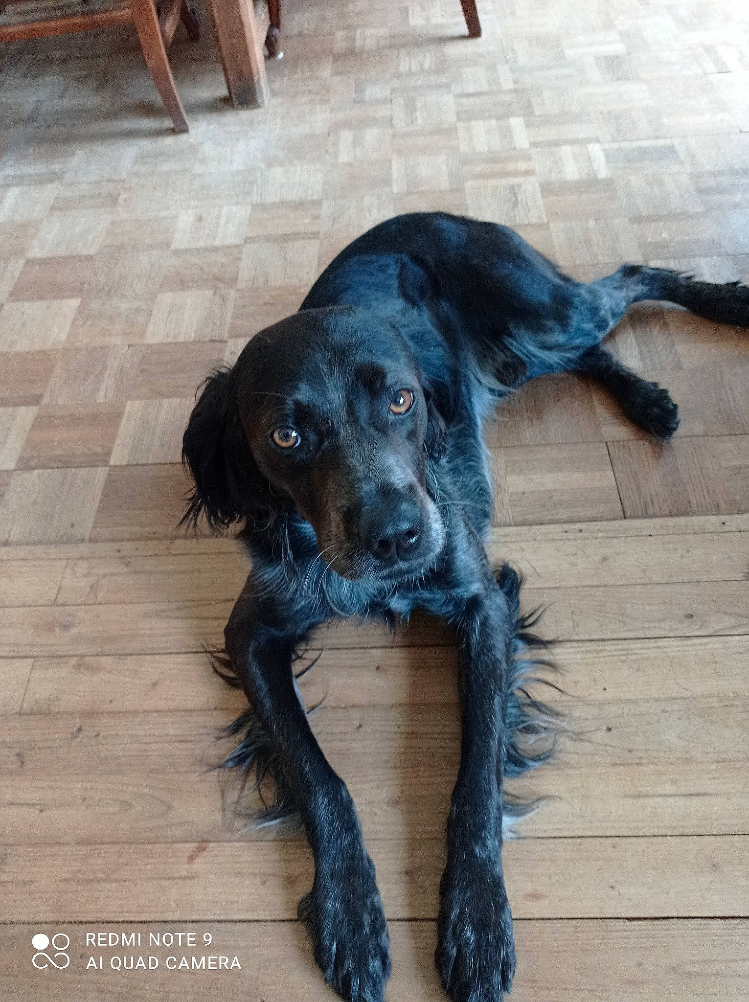 Odie a rejoint le concours — aidez-le/la à gagner de superbes lots ! carnivore, companion_dog, dog, dog_breed, floor, flooring, fur, gun_dog, hardwood, laminate_flooring, liver, plant, sporting_group, tail, varnish, wood, wood_flooring, wood_stain, working_animal, working_dog