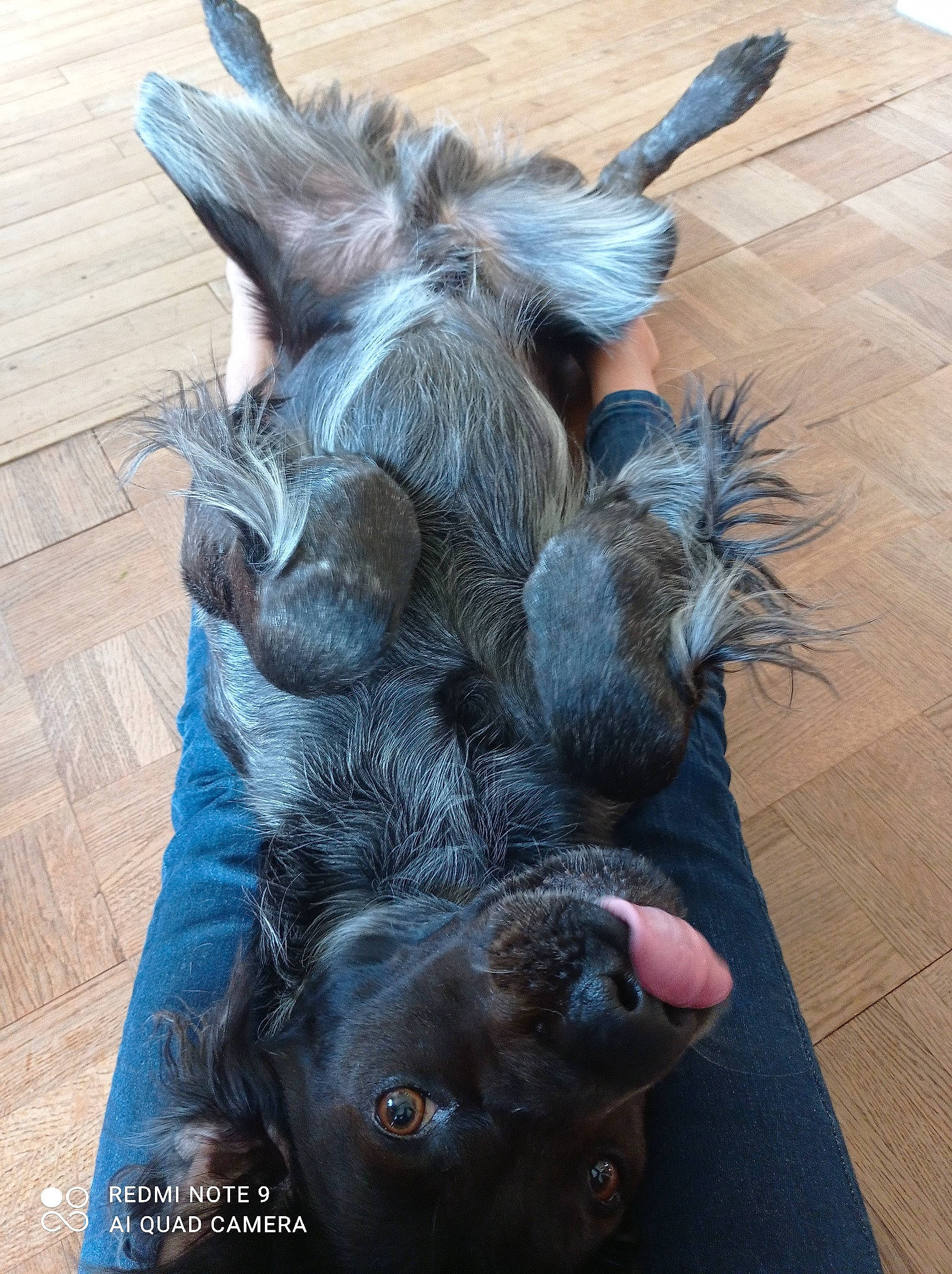 Odie participe au concours pour gagner de l'argent avec cette photo : canidae, claw, comfort, companion_dog, dog_breed, ear, fawn, foot, fur, hardwood, liver, livestock, paw, snout, sporting_group, tail, terrestrial_animal, whiskers, wood, working_animal