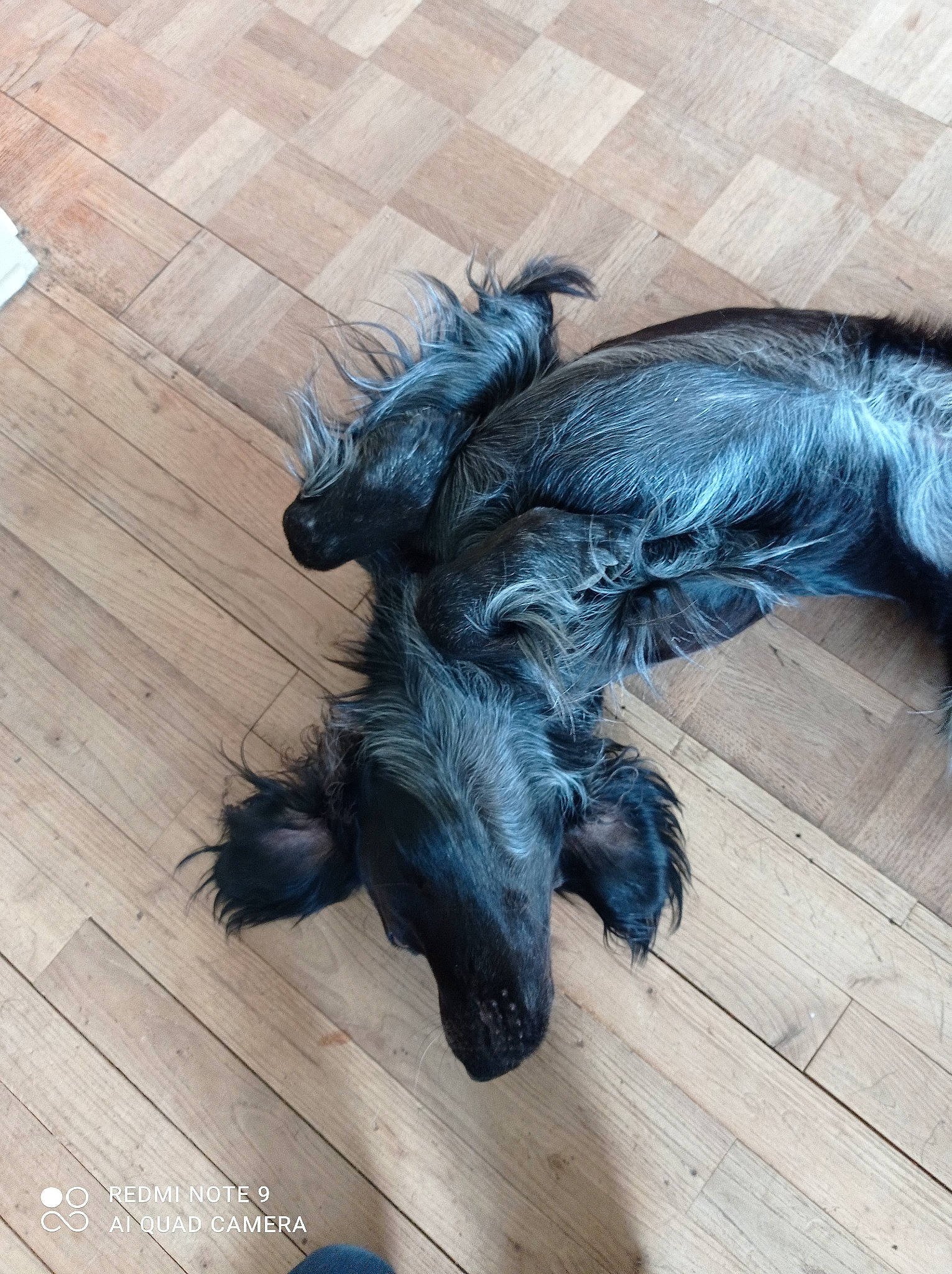 Odie a rejoint le concours — aidez-le/la à gagner de superbes lots ! art, carnivore, companion_dog, dog, dog_breed, felidae, floor, flooring, foot, hardwood, human_leg, laminate_flooring, liver, plank, small_to_medium_sized_cats, snout, tail, wing, wood, wood_stain