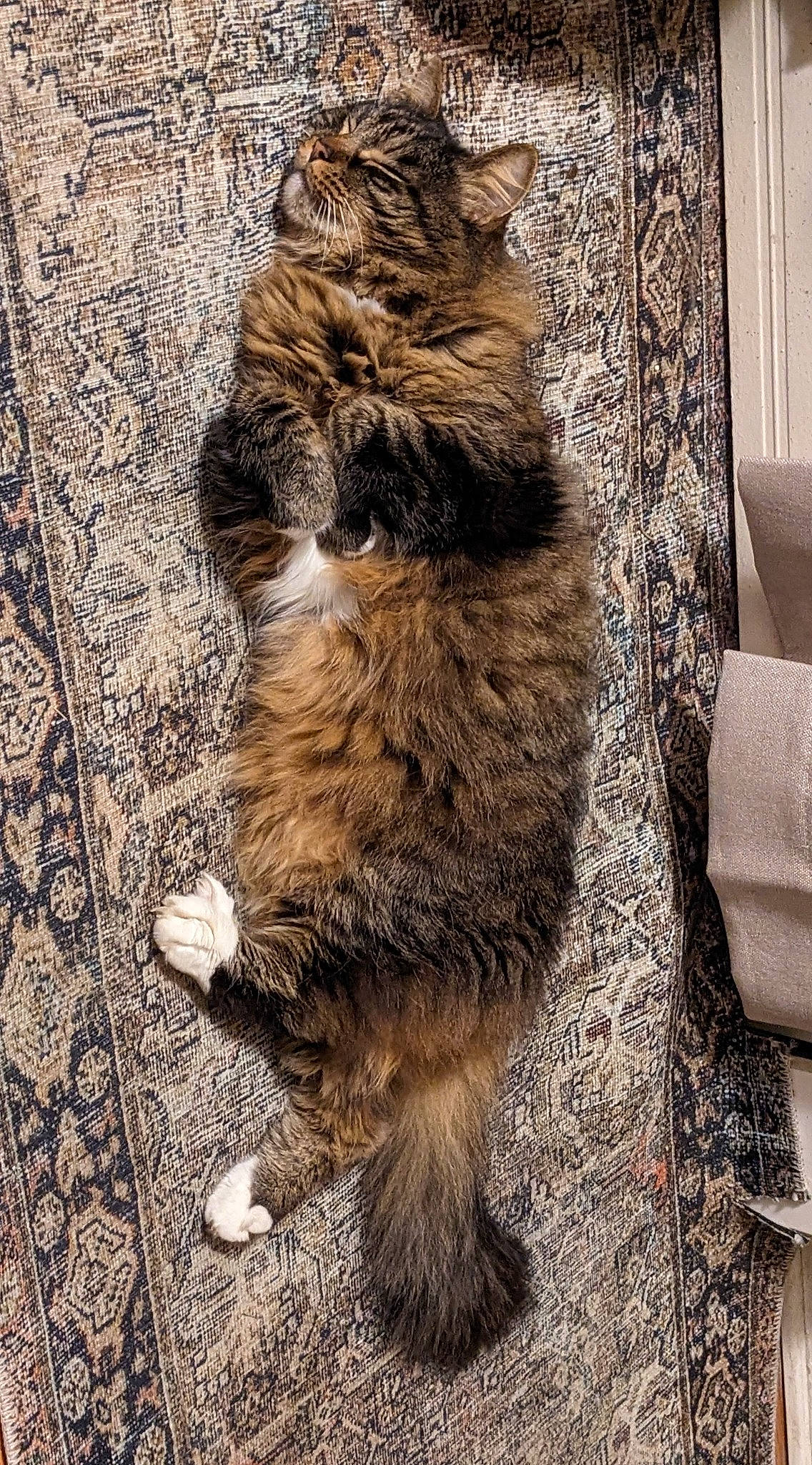 Baby Cakes joined the competition — help win amazing prizes! carnivore, cat, claw, domestic_short_haired_cat, fawn, felidae, flooring, fur, pattern, paw, sitting, small_to_medium_sized_cats, snout, tail, terrestrial_animal, whiskers, wildlife, wood