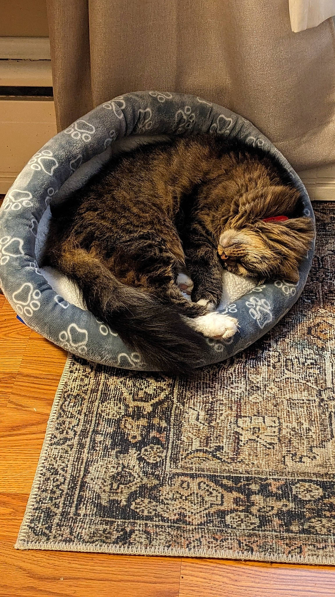 Baby Cakes joined the competition — help win amazing prizes! brown, carnivore, cat, cat_bed, cat_supply, comfort, domestic_short_haired_cat, felidae, fur, grass, grey, pet_supply, small_to_medium_sized_cats, snout, tail, terrestrial_animal, textile, tree, whiskers, wood