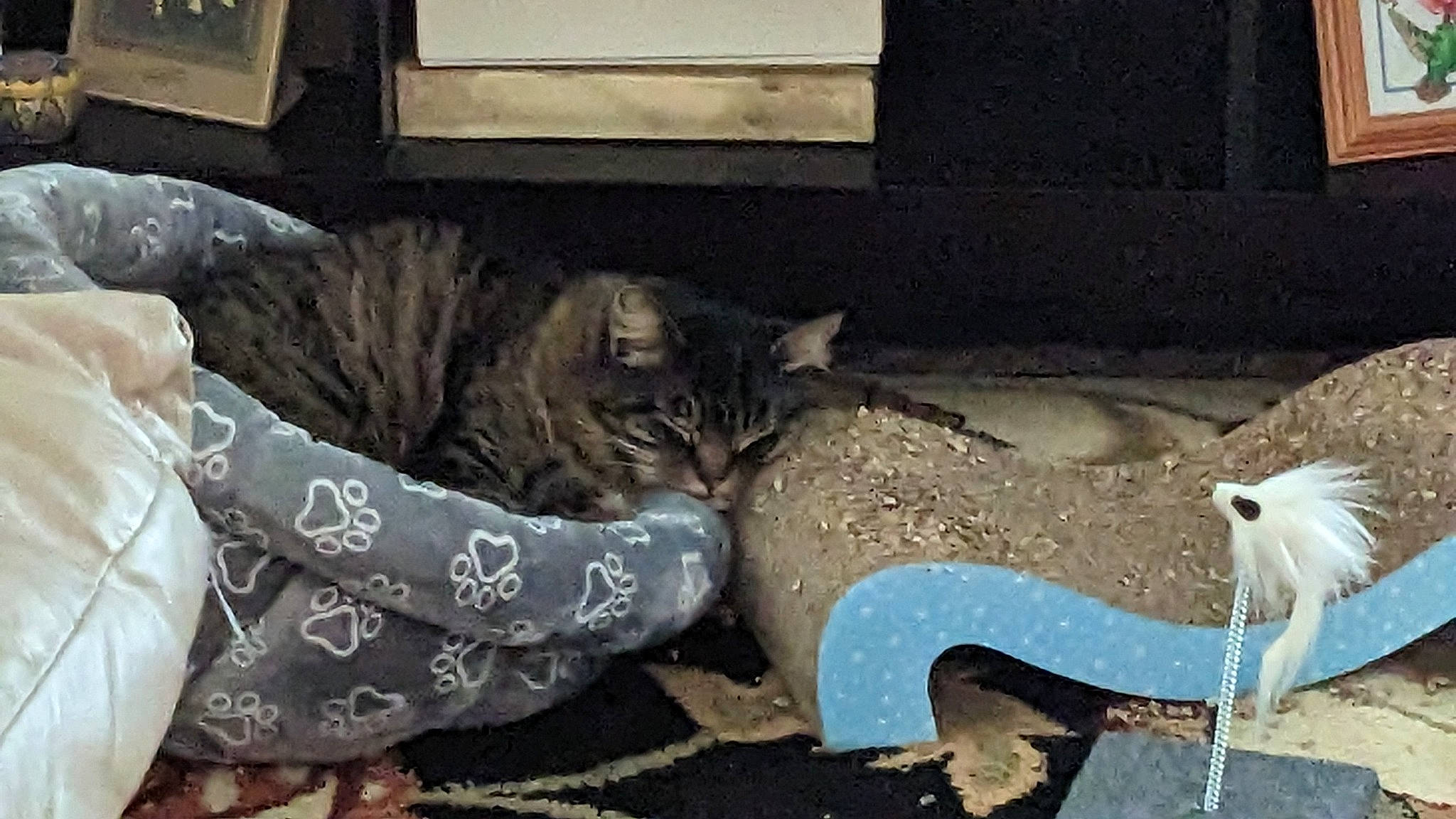 Baby Cakes is registered to the contest to win money with this photo: carnivore, cat, claw, comfort, domestic_short_haired_cat, fawn, felidae, fur, grass, human_leg, linens, mammal, paw, sand, sitting, small_to_medium_sized_cats, soil, tail, terrestrial_animal, whiskers