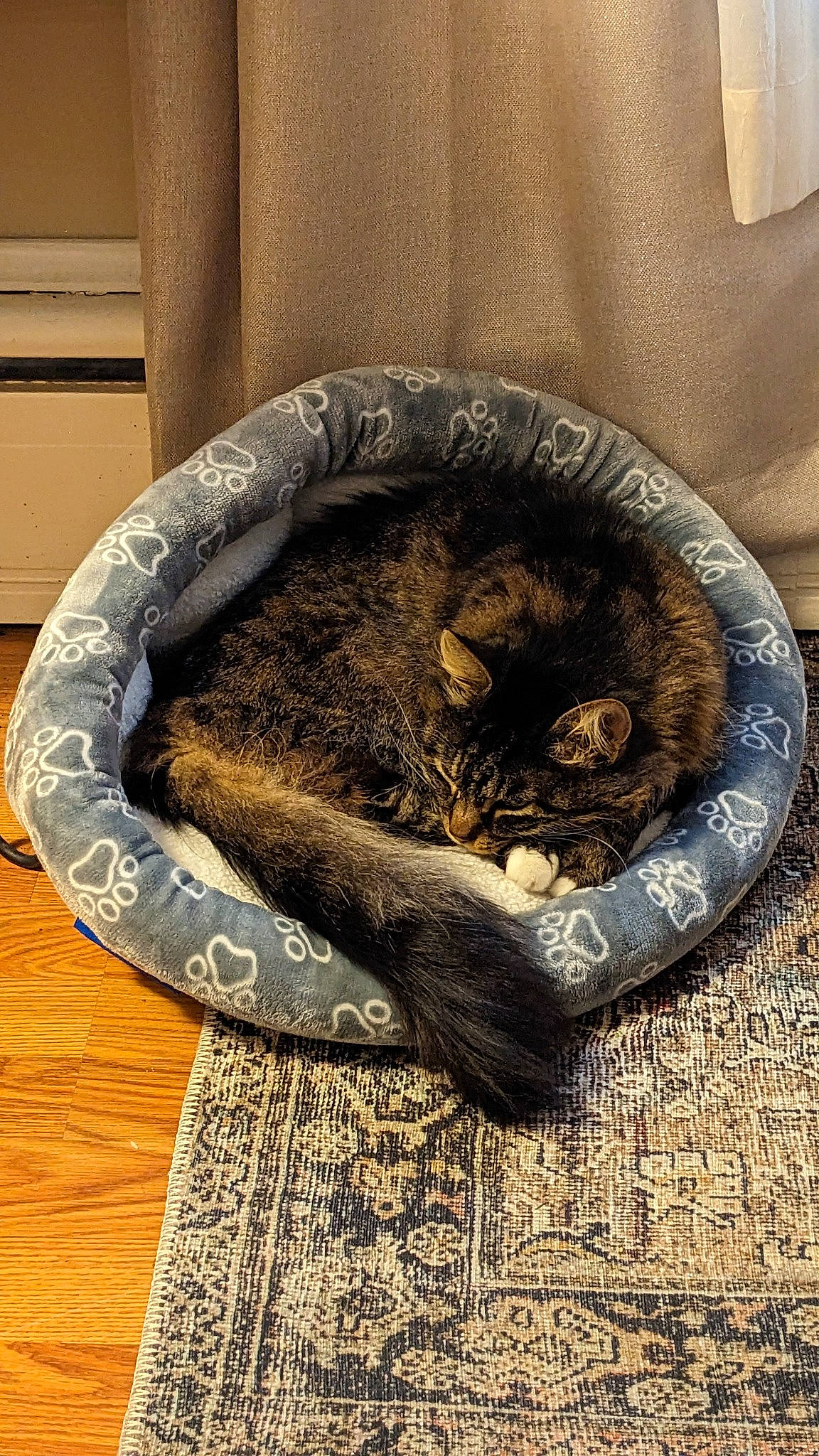 Baby Cakes joined the competition — help win amazing prizes! automotive_tire, carnivore, cat, cat_bed, cat_supply, felidae, fur, gas, hardwood, metal, natural_material, pattern, pet_supply, small_to_medium_sized_cats, tail, terrestrial_animal, wood