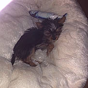 Perle participe au concours pour gagner de l'argent avec cette photo : puppy, dog, sleeping, bed, fluffy, toy, animal, pet, cute, small, cozy, resting, fur, indoors, relaxing, sleep, comfort, brown, black, soft