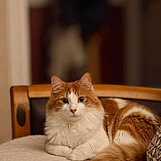 Ulysse a rejoint le concours — aidez-le/la à gagner de superbes lots ! cat, orange_and_white, fluffy, pet, indoor, furniture, couch, cozy, relaxed, animal, portrait, fur, whiskers, ears, tail, cute, looking, domestic, mammal, resting