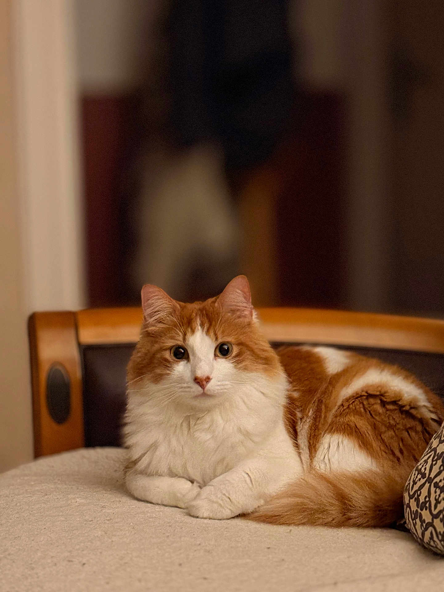 Ulysse a rejoint le concours — aidez-le/la à gagner de superbes lots ! cat, orange_and_white, fluffy, pet, indoor, furniture, couch, cozy, relaxed, animal, portrait, fur, whiskers, ears, tail, cute, looking, domestic, mammal, resting