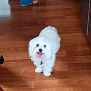Harley joined the competition — help win amazing prizes! dog, white_dog, fluffy, pet, indoor, wooden_floor, tongue_out, looking_up, happy, cute, animal, companion, domestic, small_dog, fur, floor, canine, household, friendly, waiting