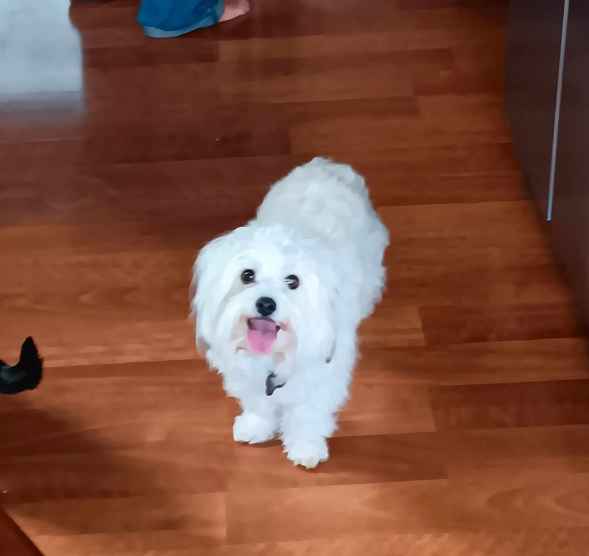 Harley joined the competition — help win amazing prizes! dog, white_dog, fluffy, pet, indoor, wooden_floor, tongue_out, looking_up, happy, cute, animal, companion, domestic, small_dog, fur, floor, canine, household, friendly, waiting