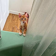 Canelo is registered to the contest to win money with this photo: kitten, cat, orange_tabby, white_paws, curious, bathtub, shower_curtain, bathroom, wooden_floor, pet, indoor, small_animal, animal, feline, playful, cute, young, looking_up, tongue_out, domestic