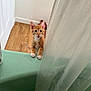 kitten, cat, orange_tabby, white_paws, curious, bathtub, shower_curtain, bathroom, wooden_floor, pet, indoor, small_animal, animal, feline, playful, cute, young, looking_up, tongue_out, domestic