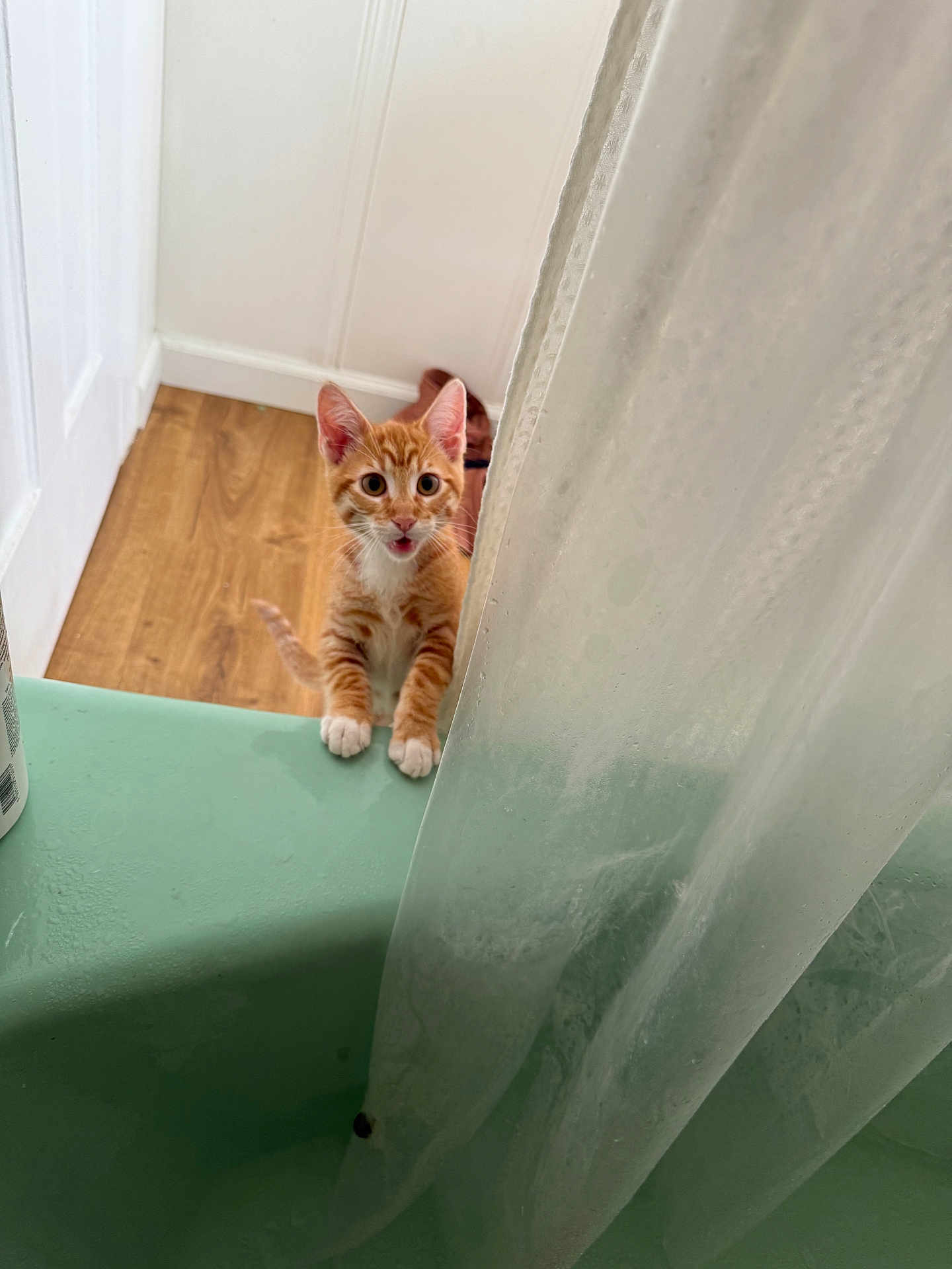 Canelo is registered to the contest to win money with this photo: kitten, cat, orange_tabby, white_paws, curious, bathtub, shower_curtain, bathroom, wooden_floor, pet, indoor, small_animal, animal, feline, playful, cute, young, looking_up, tongue_out, domestic