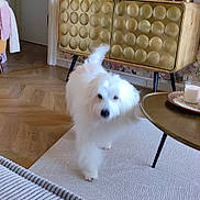 Snoopy participe au concours pour gagner de l'argent avec cette photo : dog, white_dog, living_room, vintage, floral_wallpaper, wooden_cabinet, remote_controls, carpet, table, candle, lamp, decor, glass, photo_frame, parquet_floor, furniture, walking, blur, cozy, indoor