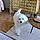 Snoopy