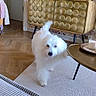 dog, white_dog, living_room, vintage, floral_wallpaper, wooden_cabinet, remote_controls, carpet, table, candle, lamp, decor, glass, photo_frame, parquet_floor, furniture, walking, blur, cozy, indoor