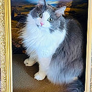 Mylo joined the competition — help win amazing prizes! animal, background, cat, closeup, curious, decor, eyes, face, fluffy, fur, golden_frame, gray, indoor, ornate_frame, pet, portrait, sitting, texture, whiskers, white