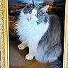 animal, background, cat, closeup, curious, decor, eyes, face, fluffy, fur, golden_frame, gray, indoor, ornate_frame, pet, portrait, sitting, texture, whiskers, white