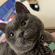 Hayze is registered to the contest to win money with this photo: animal, cat, close_up, collar, cozy, curious, cute, domestic_cat, eyes, face, feline, fluffy, fur, gray_cat, home, indoor, pet, soft, tag, whiskers
