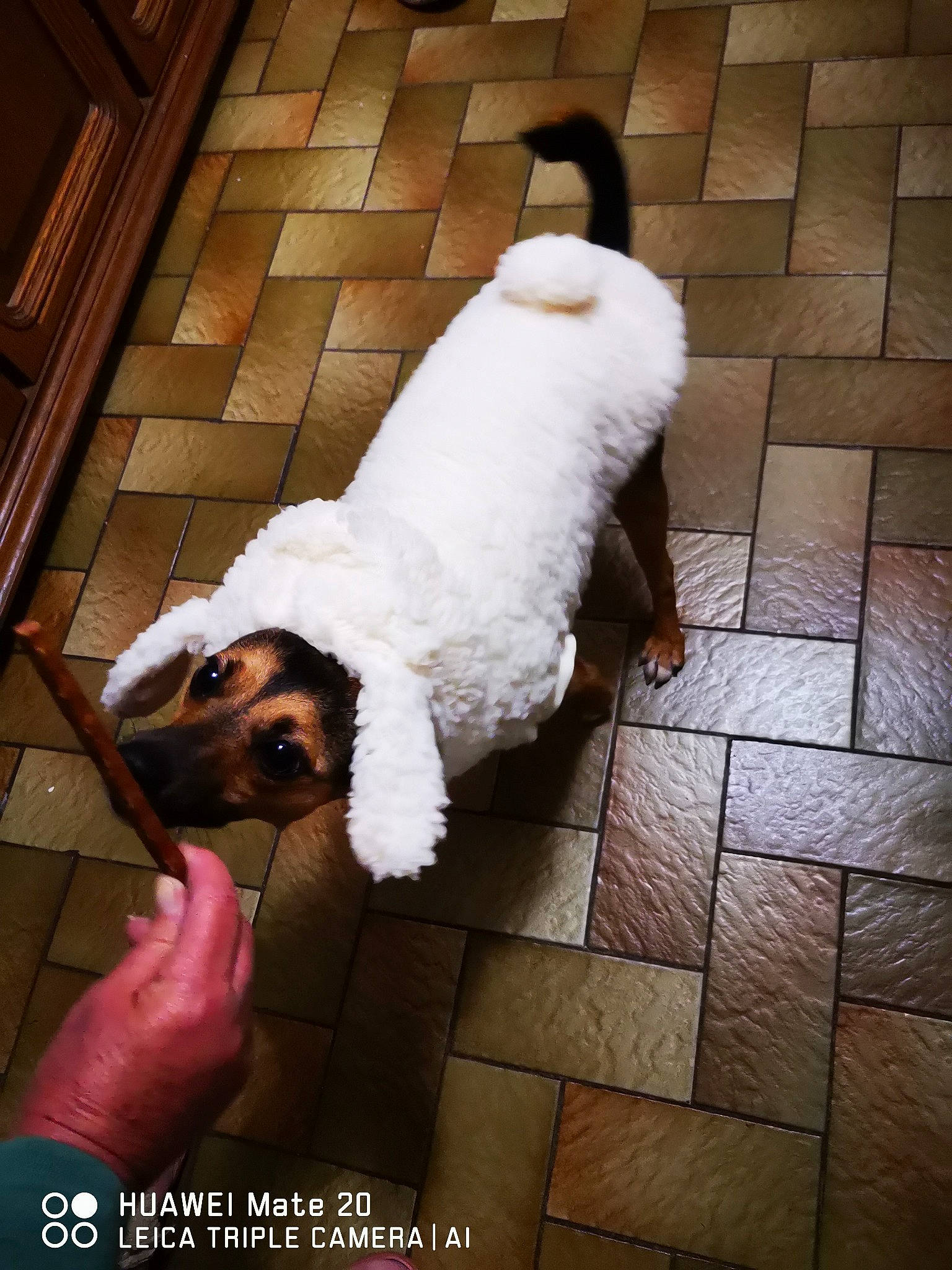 Plume participe au concours pour gagner de l'argent avec cette photo : arm, canidae, carnivore, companion_dog, dog, dog_breed, fawn, floor, flooring, fur, hand, happy, human_leg, sidewalk, snout, sporting_group, street_fashion, tail, toy_dog, working_animal