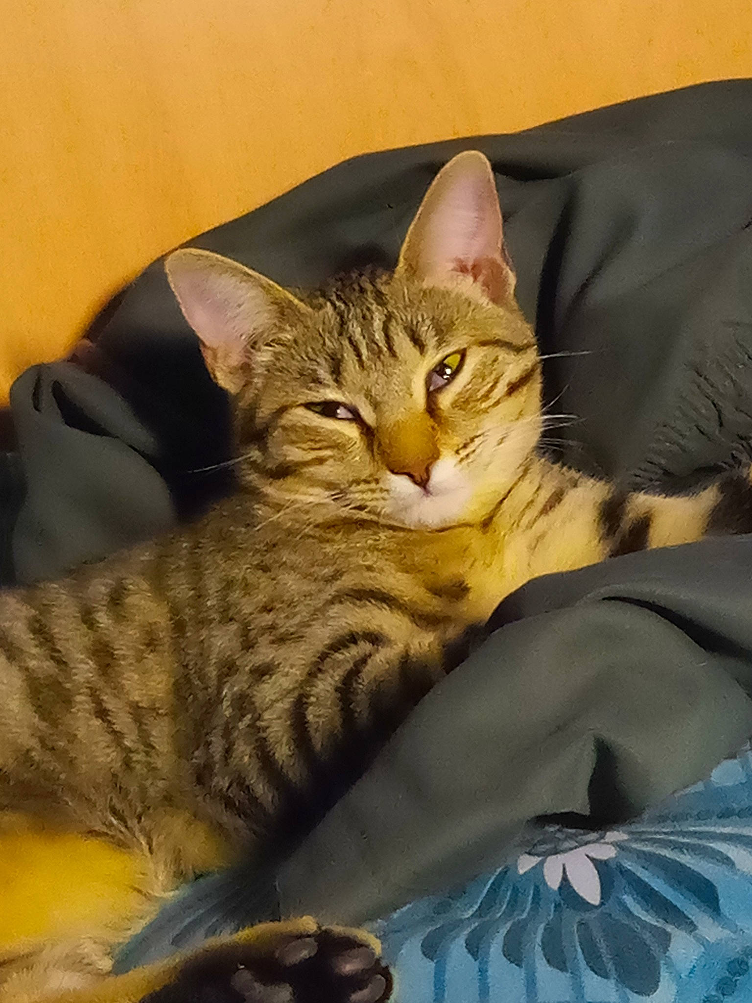 Erza participe au concours pour gagner de l'argent avec cette photo : carnivore, cat, cat_supply, claw, comfort, domestic_short_haired_cat, ear, felidae, fur, paw, sitting, small_to_medium_sized_cats, snout, terrestrial_animal, whiskers, wildlife