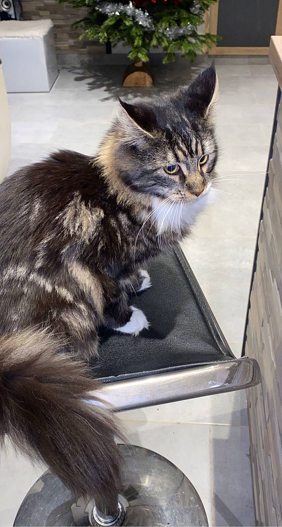 Saphir a rejoint le concours — aidez-le/la à gagner de superbes lots ! box, carnivore, cat, claw, domestic_short_haired_cat, door, felidae, fur, grey, paw, sitting, small_to_medium_sized_cats, snout, tail, terrestrial_animal, whiskers, window