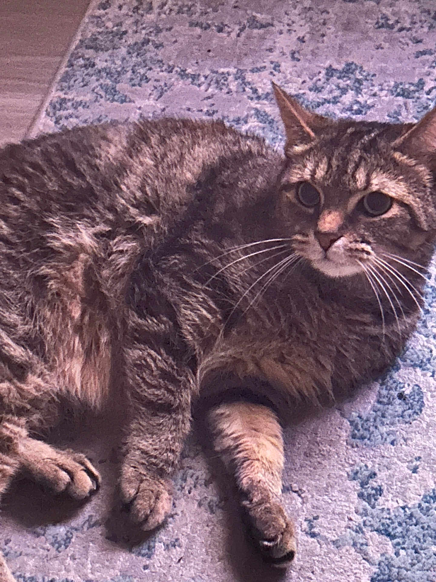 Ivy joined the competition — help win amazing prizes! cat, tabby, pet, animal, fur, whiskers, paws, indoor, rug, relaxed, alert, mammal, cute, domestic, feline, laying_down, resting, striped, ears, claws