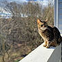 cat, tabby, balcony, railing, outdoor, animal, pet, feline, nature, sunlight, trees, sky, blurred_background, daylight, looking_away, whiskers, ears, fur, sitting, peaceful