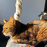 Ivy is registered to the contest to win money with this photo: cat, tabby, indoor, sunlight, knitted_glove, furniture, fan, pet, cozy, resting, animal, fur, whiskers, side_view, closeup, warm_light, soft_texture, domestic, relaxing, bed