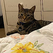Tilin is registered to the contest to win money with this photo: animal, bedroom, blanket, cat, collar, cozy, cute, domestic_cat, dorm_room, dresser, feline, floral_pattern, furniture, indoor, pet, relaxed, resting, striped_fur, tabby_cat, whiskers