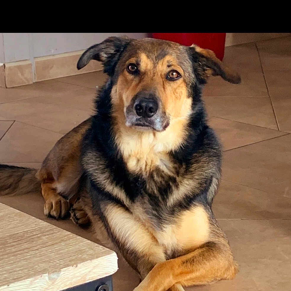 Maiko a rejoint le concours — aidez-le/la à gagner de superbes lots ! animal, black, brown, calm, canine, crossed_paws, dog, domestic, ears, floor, fur, indoor, leg, looking_at_camera, paw, pet, resting, snout, table, tile