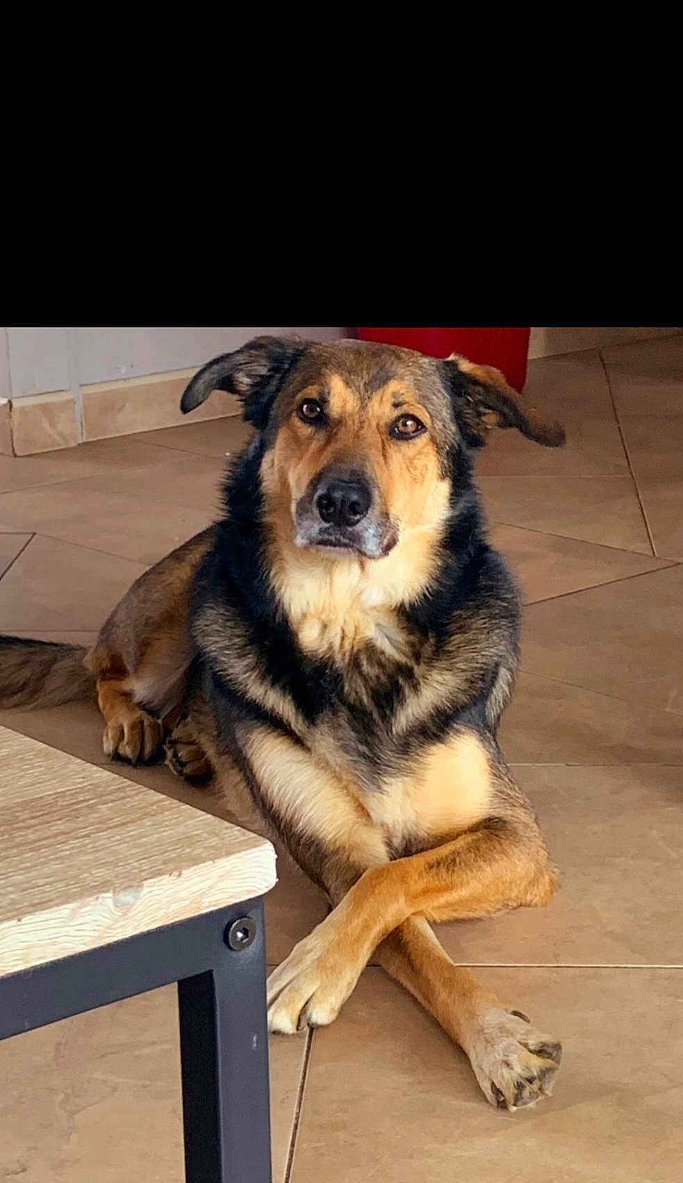 Maiko a rejoint le concours — aidez-le/la à gagner de superbes lots ! animal, black, brown, calm, canine, crossed_paws, dog, domestic, ears, floor, fur, indoor, leg, looking_at_camera, paw, pet, resting, snout, table, tile