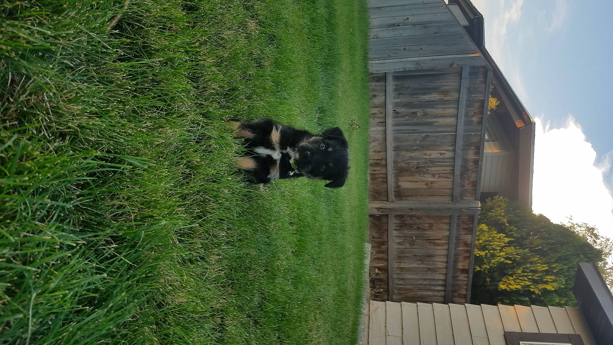 Chino joined the competition — help win amazing prizes! biome, building, cloud, cottage, dog_breed, garden, grass, grassland, groundcover, house, landscape, plant, property, shrub, sky, tree, trunk, wildlife, window, wood