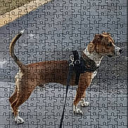 Jameson joined the competition — help win amazing prizes! dog, leash, harness, sidewalk, curb, grass, puzzle, jigsaw_puzzle, product, webpage, text_overlay, advertisement, outdoor, pet, brown_dog, standing, animal, retail, shopping, photo
