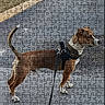 dog, leash, harness, sidewalk, curb, grass, puzzle, jigsaw_puzzle, product, webpage, text_overlay, advertisement, outdoor, pet, brown_dog, standing, animal, retail, shopping, photo