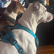 Jameson And Stubbs is registered to the contest to win money with this photo: alert, animal, brown_dog, canine, close_up, companion, dog, domestic_animal, floor, fur, harness, house, indoor, leash, looking, pet, shadow, side_view, sitting, white_dog