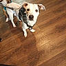 animal, brown, canine, companion, curious, dog, domestic, flooring, friend, harness, house, indoor, leash, looking_up, pet, playful, standing, two_dogs, white, wooden_floor