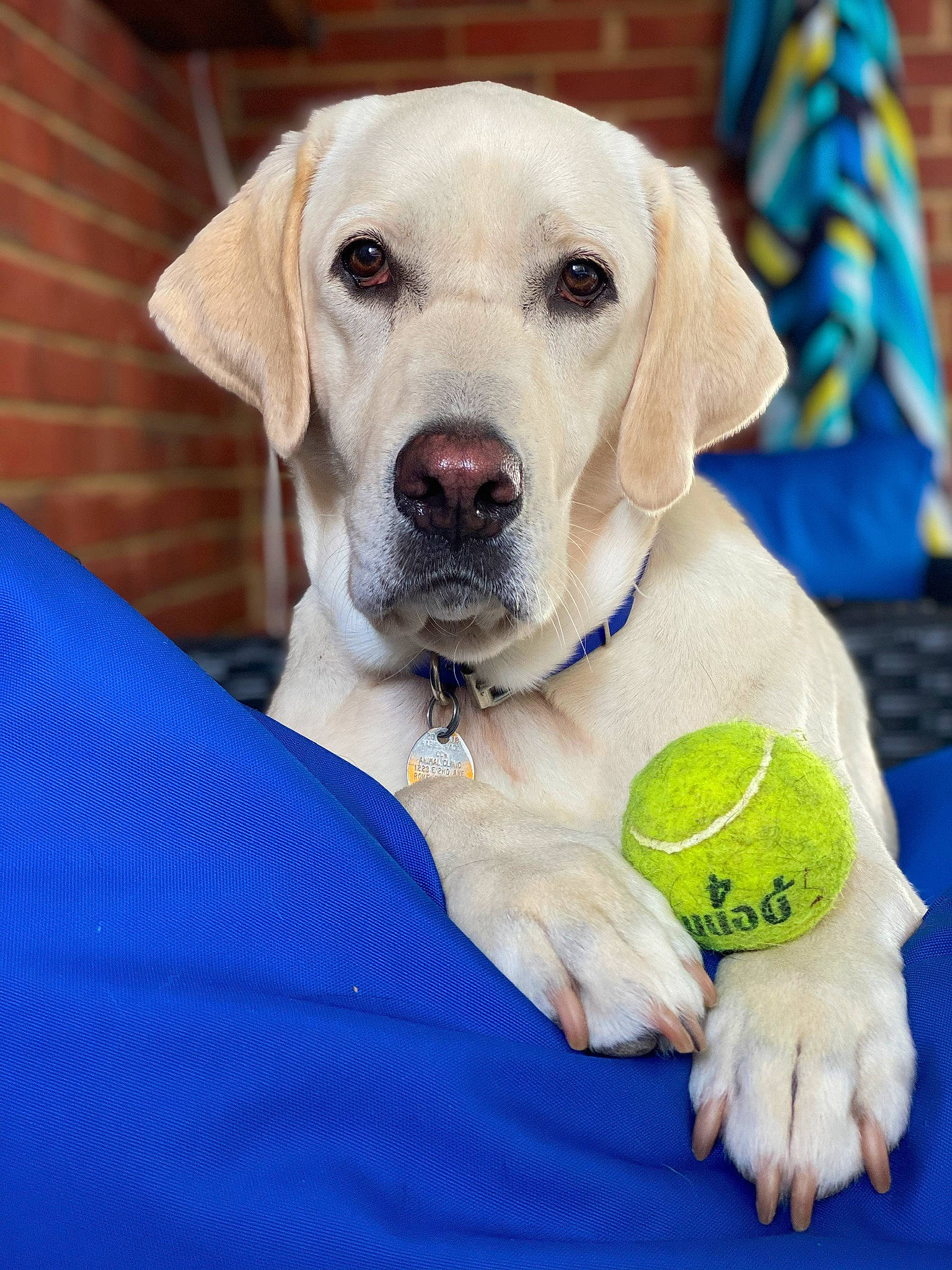 Montana is registered to the contest to win money with this photo: blue, canidae, carnivore, collar, companion_dog, dog, dog_breed, dog_collar, dog_supply, dog_toy, electric_blue, fawn, pet_supply, retriever, snout, sporting_group, stuffed_toy, tennis_ball, toy, whiskers