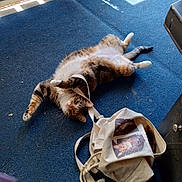 Twinkie joined the competition — help win amazing prizes! animal, bag, blue, carpet, cat, claws, curious, domestic, feline, floor, fur, indoor, pet, playful, relaxed, shadow, strap, sunlight, tabby, whiskers