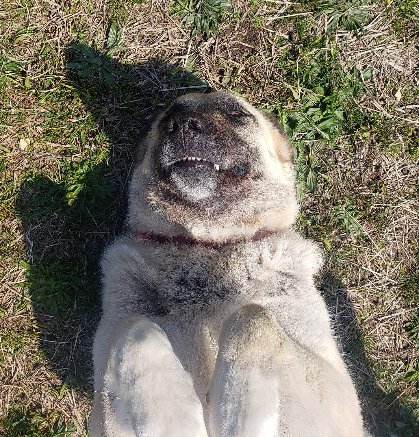 Tessa is registered to the contest to win money with this photo: ancient_dog_breeds, canidae, canis, carnivore, companion_dog, dog, dog_breed, fang, fur, giant_dog_breed, grass, livestock_guardian_dog, non_sporting_group, soil, sporting_group, terrestrial_animal, whiskers, working_animal, working_dog