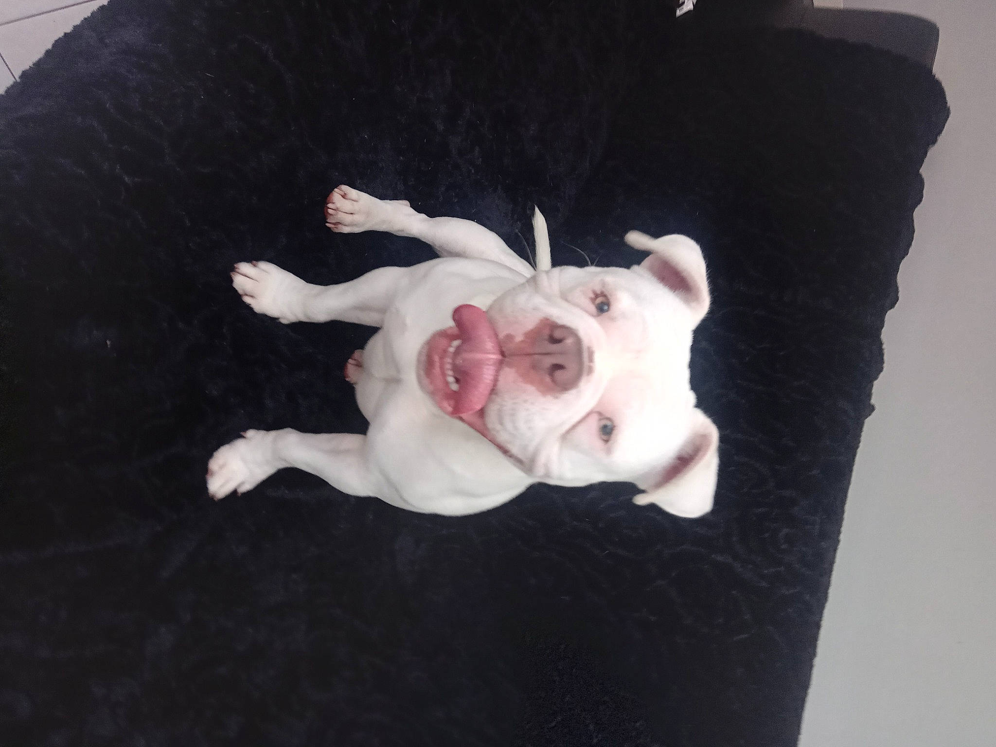 Shakira participe au concours pour gagner de l'argent avec cette photo : canidae, carnivore, companion_dog, dog, dog_breed, fawn, felidae, french_bulldog, fur, linens, paw, petal, sleeve, snout, sporting_group, tail, toy, toy_dog, whiskers, working_animal