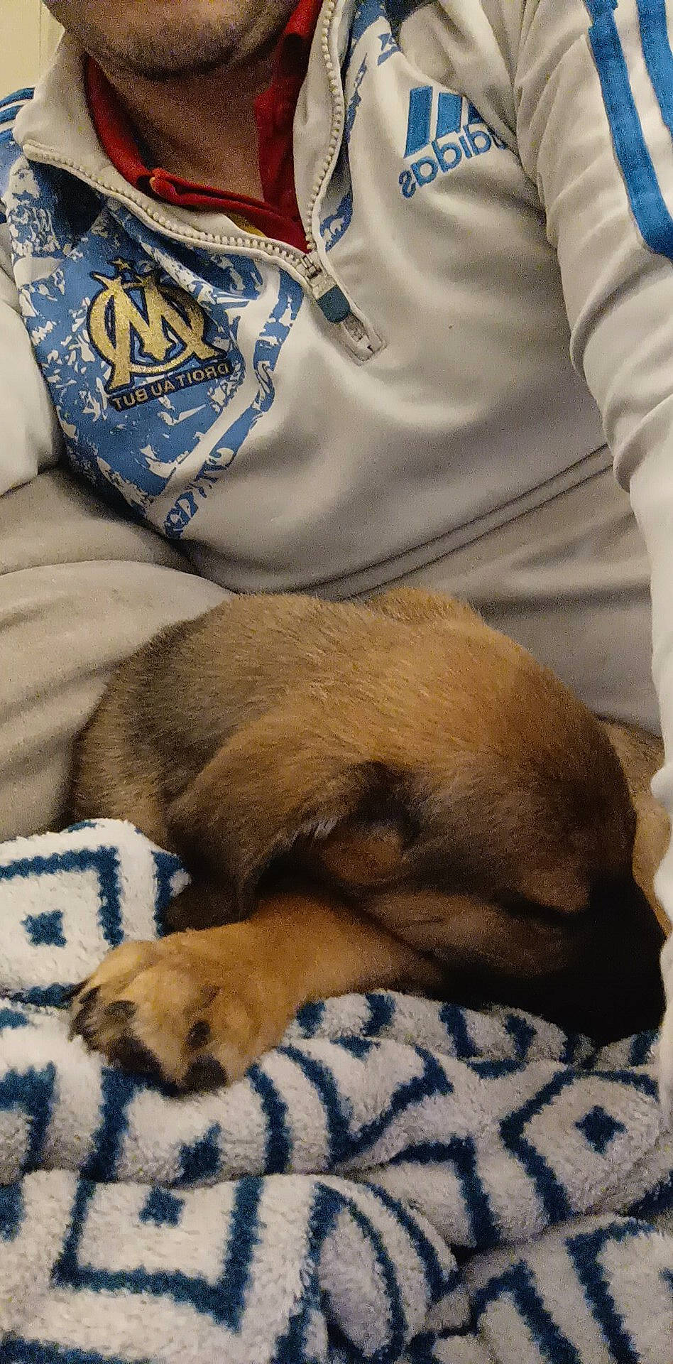 Voyou participe au concours pour gagner de l'argent avec cette photo : bedding, bedtime, blanket, canidae, carnivore, comfort, companion_dog, dog, dog_breed, fawn, fur, linens, logo, mammal, nap, puppy, sleep, sporting_group, working_animal